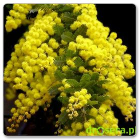 Złota mimoza (Acacia baileyana)